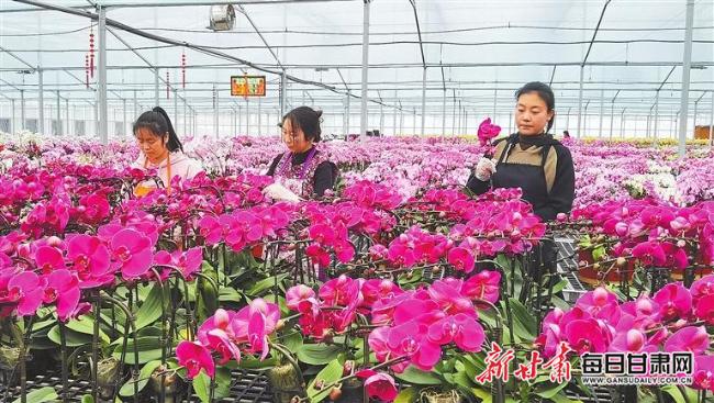 【图片新闻】天水市兰花产业园工人对花卉进行管护