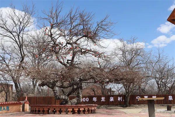 “乡村四时好风光——瑞雪红梅 欢喜过年”全国乡村旅游精品线路之宁夏篇