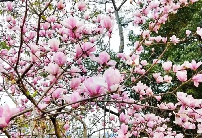 去࿓有࿓风的地方看花，总要来一趟韶关吧！