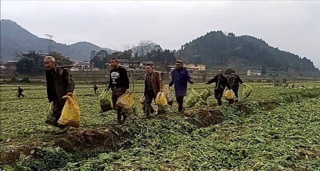 四川广安12万吨青菜头运往重庆腌制榨菜 产值近1亿元｜全力以赴拼经济搞建设