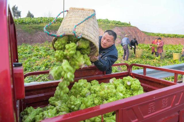 四川广安12万吨青菜头运往重庆腌制榨菜 产值近1亿元｜全力以赴拼经济搞建设