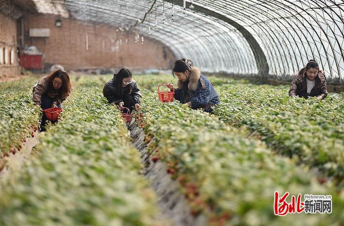 河北宣化：打造环京津农业观光旅游带