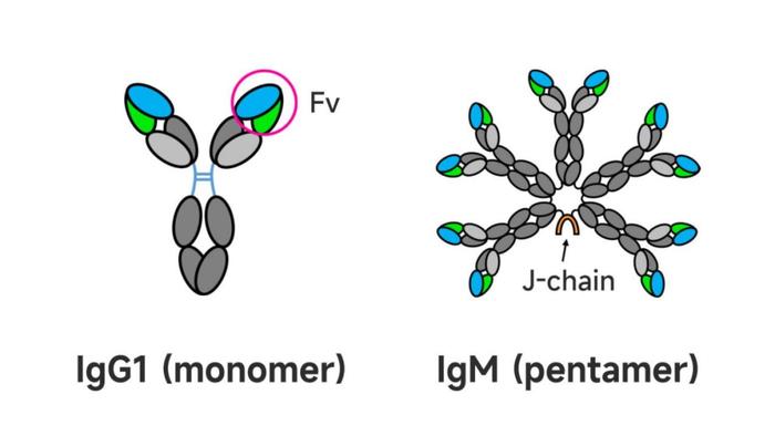 汉腾生物打造领先高产lgM平台，表达量可达8gL | 新闻稿