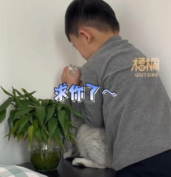 男孩怕猫被送走，哭着求它不要掉毛，“别再掉一根毛了，求你了”，网友：可以不送走吗，我都心疼了