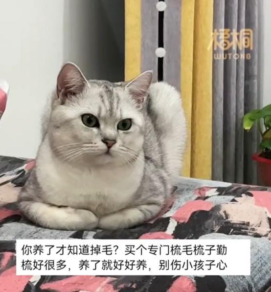 男孩怕猫被送走，哭着求它不要掉毛，“别再掉一根毛了，求你了”，网友：可以不送走吗，我都心疼了