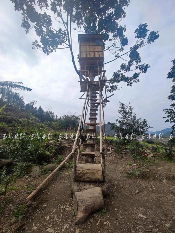 火出圈！小伙在树上建木屋成网红景点引众人打卡