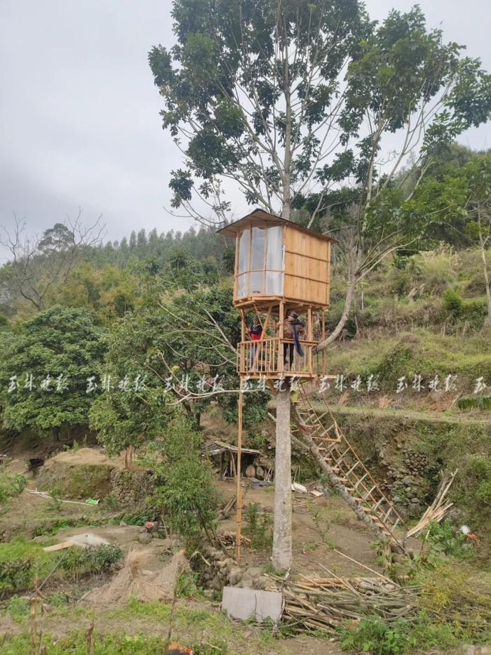 火出圈！小伙在树上建木屋成网红景点引众人打卡