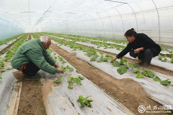 奋进的春天丨国网汉中供电公司：助力春耕 把电力服务送到田间