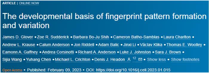 Cell：为何即使是同卵双胞胎也有不同的指纹？新研究揭示指纹形成之谜