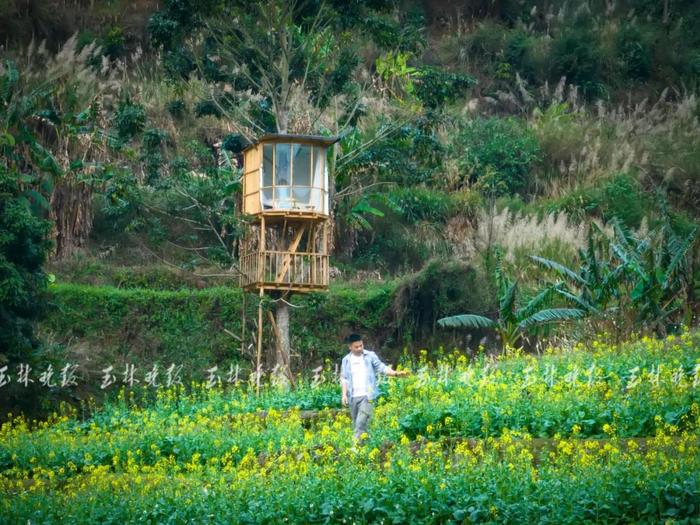 火出圈！小伙在树上建木屋成网红景点引众人打卡