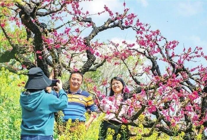 时间定了！本周末来连平，共赴这场桃花盛宴！