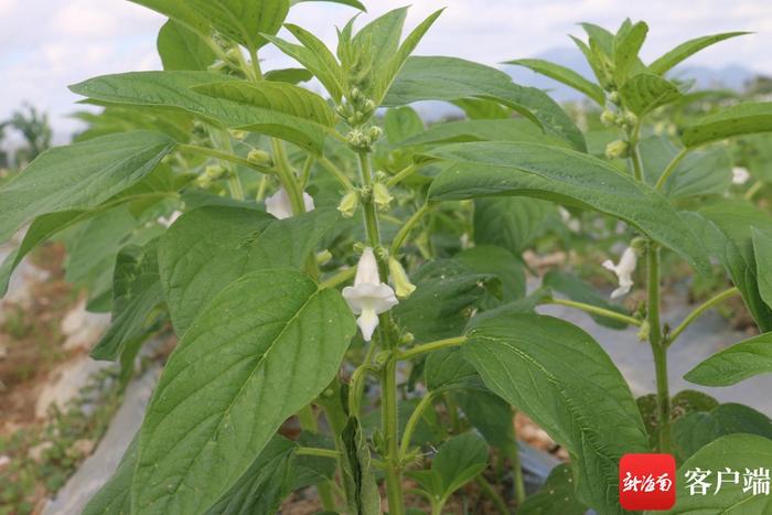 芝麻南繁育种专家徐桂真：微不足道的芝麻永占心坎C位 技术指导助非洲芝麻亩产量翻番