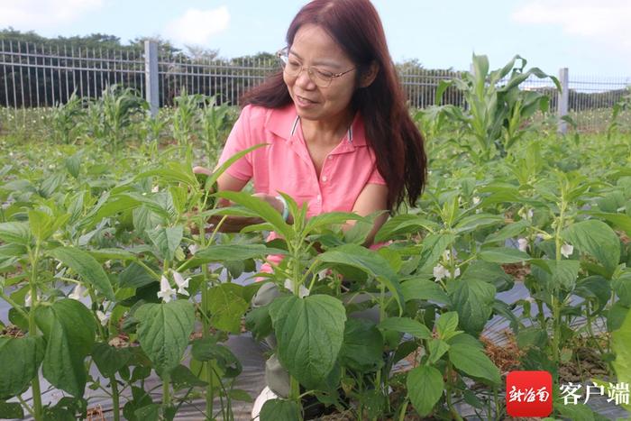 芝麻南繁育种专家徐桂真：微不足道的芝麻永占心坎C位 技术指导助非洲芝麻亩产量翻番