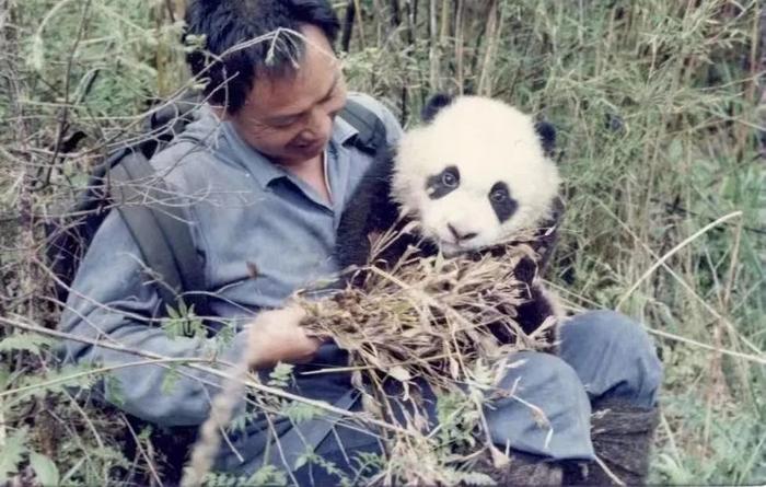 旅日大熊猫后代“香香”回国！怀念“全球熊猫热”背后的“中国大熊猫之父”