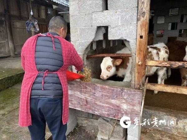 贵州思南：家庭农场“招式”妙 肉牛养殖成效好