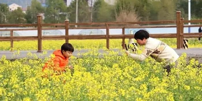 花开福见丨油菜花开，福建五夫镇喊你来触摸春天，感受浓浓古韵！