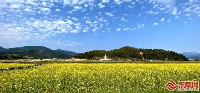 花开福见丨油菜花开，福建五夫镇喊你来触摸春天，感受浓浓古韵！