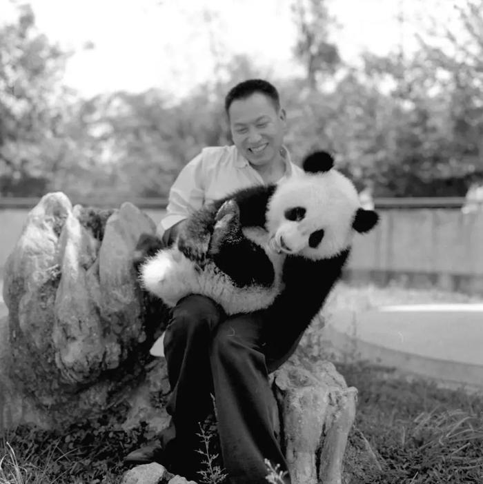 旅日大熊猫后代“香香”回国！怀念“全球熊猫热”背后的“中国大熊猫之父”