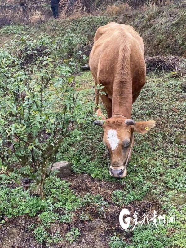 贵州思南：家庭农场“招式”妙 肉牛养殖成效好