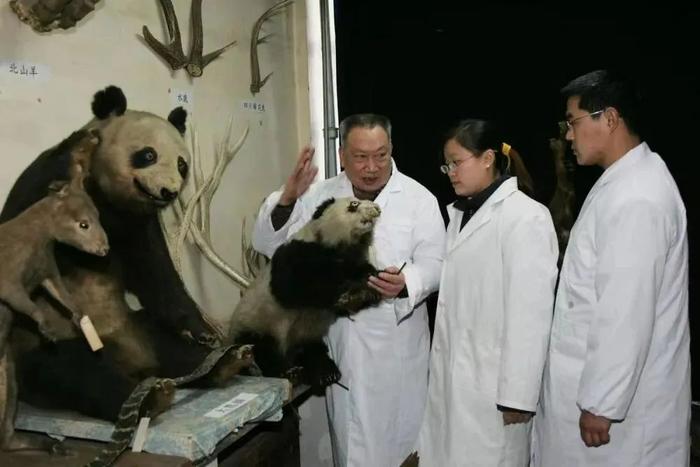 旅日大熊猫后代“香香”回国！怀念“全球熊猫热”背后的“中国大熊猫之父”