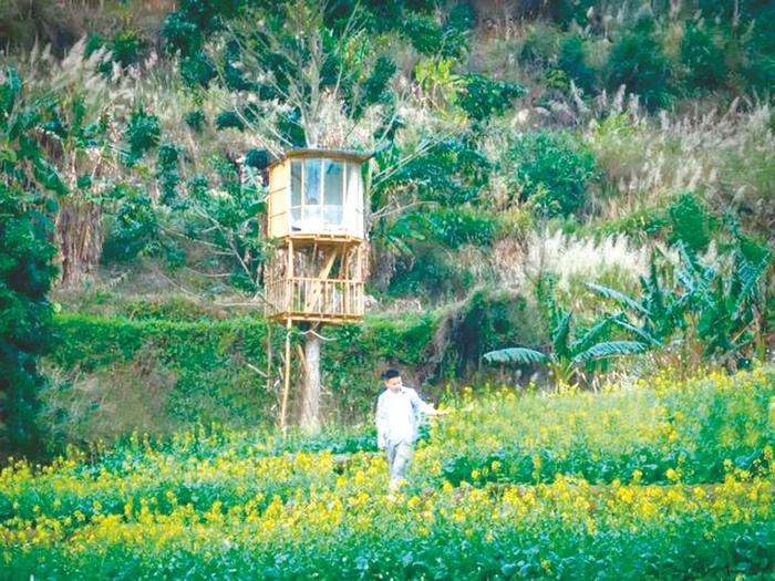 玉林小伙树上建木屋火出圈