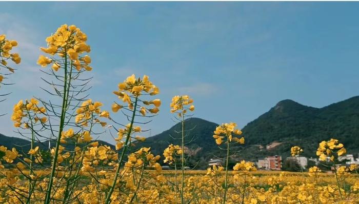 花开福见丨油菜花开，福建五夫镇喊你来触摸春天，感受浓浓古韵！