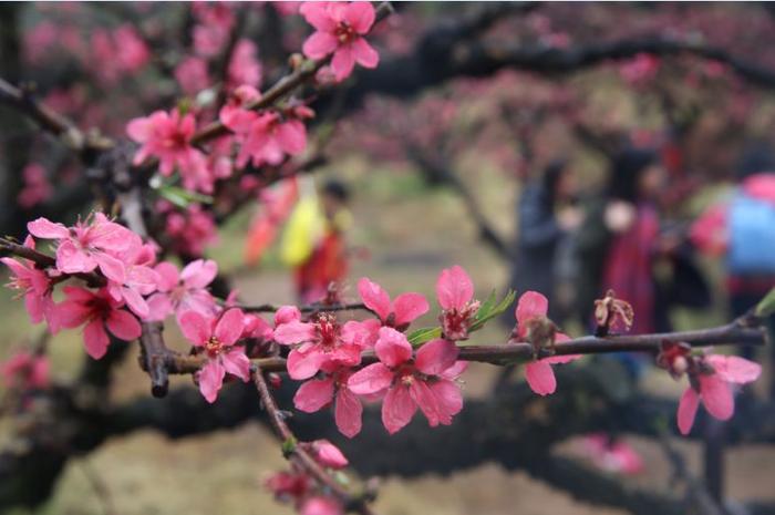 冷空气又来？阳光、冷空气携手赴连平“桃花之约”