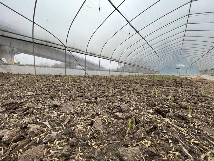 万象耕新2023丨春耕时节，一粒玉米种子下地的两道关口