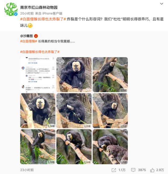 白面僧面猴被网友称“无脸男”“长相炸裂”，动物园回应：炸裂是什么形容词？明明长得很乖巧，有星味儿