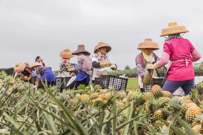 全国每3个菠萝就有1个是“广东味”，2022年广东菠萝产量约129.8万吨