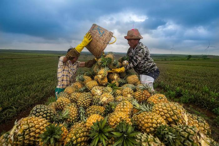 全国每3个菠萝就有1个是“广东味”，2022年广东菠萝产量约129.8万吨