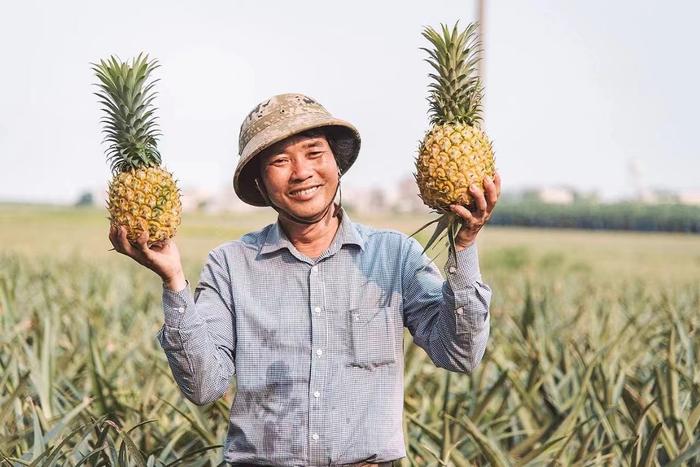 全国每3个菠萝就有1个是“广东味”，2022年广东菠萝产量约129.8万吨