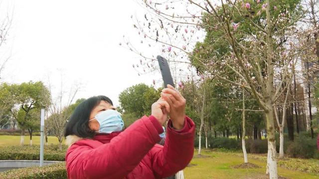 申城玉兰悄然绽放，下周或迎最佳赏花期！记者实探上海最大的玉兰公园