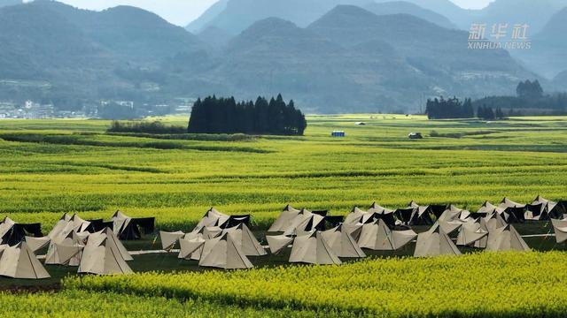 露营在罗平油菜花海里 邂逅云南美丽春天