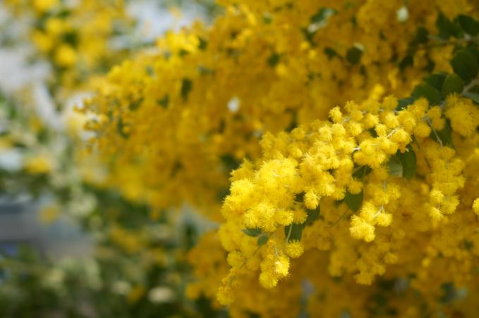 花开成都丨金合欢绒花 朵朵美无瑕