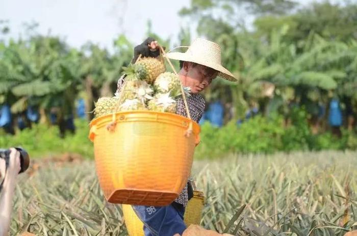 湛江种植业国家级认定+1！最近“甜”遍了整个朋友圈...