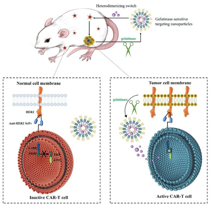 让CAR-T疗法更安全：南京大学李茹恬/刘宝瑞团队开发纳米修饰开关