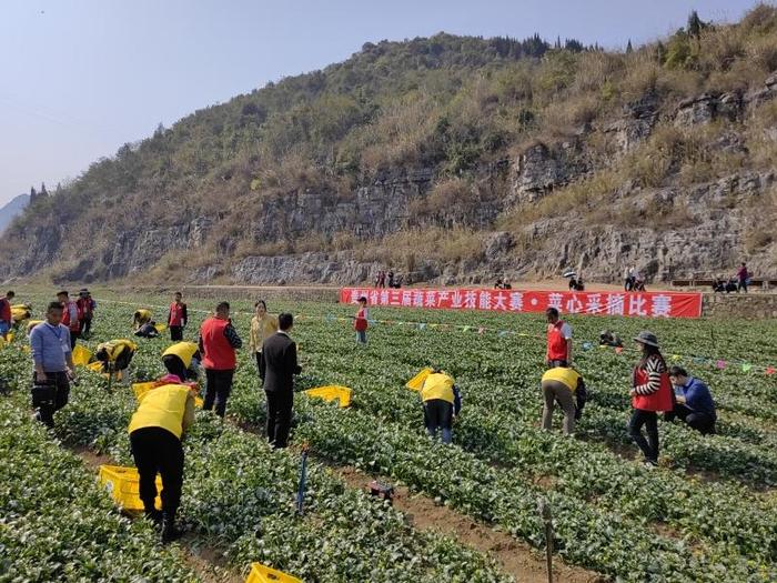 采摘包装烹饪样样有 贵州省第三届蔬菜产业技能大赛精彩纷呈