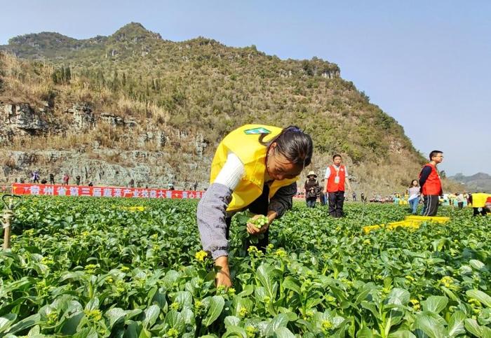 采摘包装烹饪样样有 贵州省第三届蔬菜产业技能大赛精彩纷呈