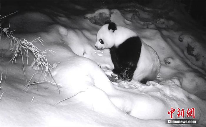 呆萌可爱！四川平武野生大熊猫雪地“刨坑”找水喝