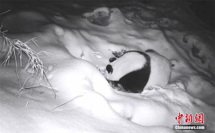 呆萌可爱！四川平武野生大熊猫雪地“刨坑”找水喝