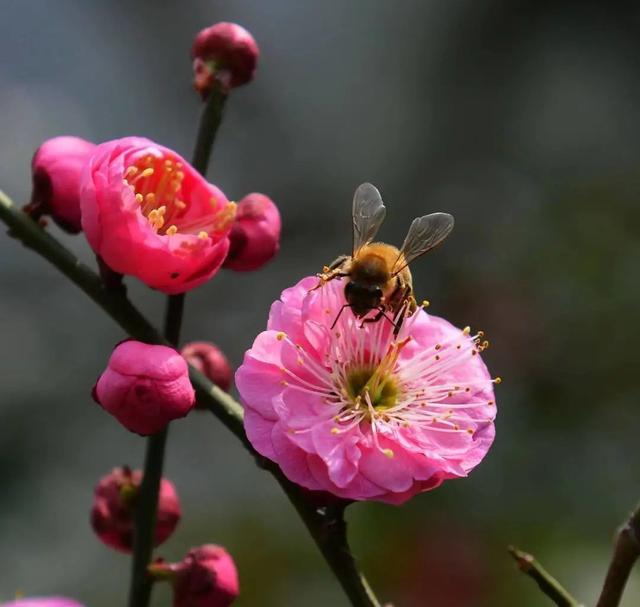 寒英、冷蕊、玲珑……你知道古诗词中梅的别名有哪些吗？