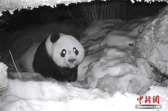 呆萌可爱！四川平武野生大熊猫雪地“刨坑”找水喝