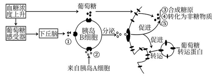 胰岛素价格内卷，礼来率先降价70%，千亿美元市场格局动荡开启！