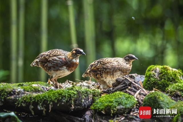 世界野生动植物日｜曾被预言将要消失的四川山鹧鸪 现状如何？