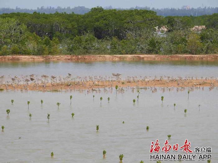 儋州：候鸟“户口本”变厚了