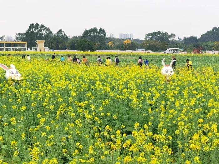 携个春天到我家！广州春日赏花攻略