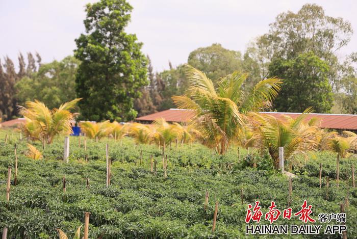 定安深田村：驻村干部接力帮扶 “空壳村”喜迎新面貌