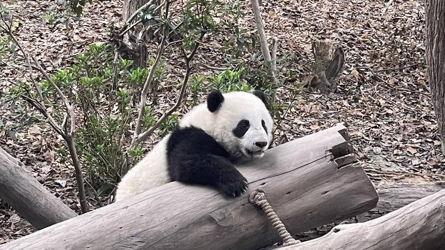 带“大熊猫幼崽”一起“C位出道” 成都大熊猫繁育研究基地副主任侯蓉：让更多大熊猫回归野外