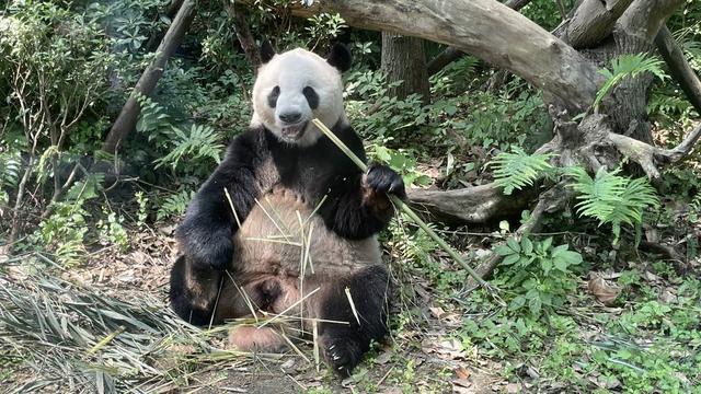 带“大熊猫幼崽”一起“C位出道” 成都大熊猫繁育研究基地副主任侯蓉：让更多大熊猫回归野外